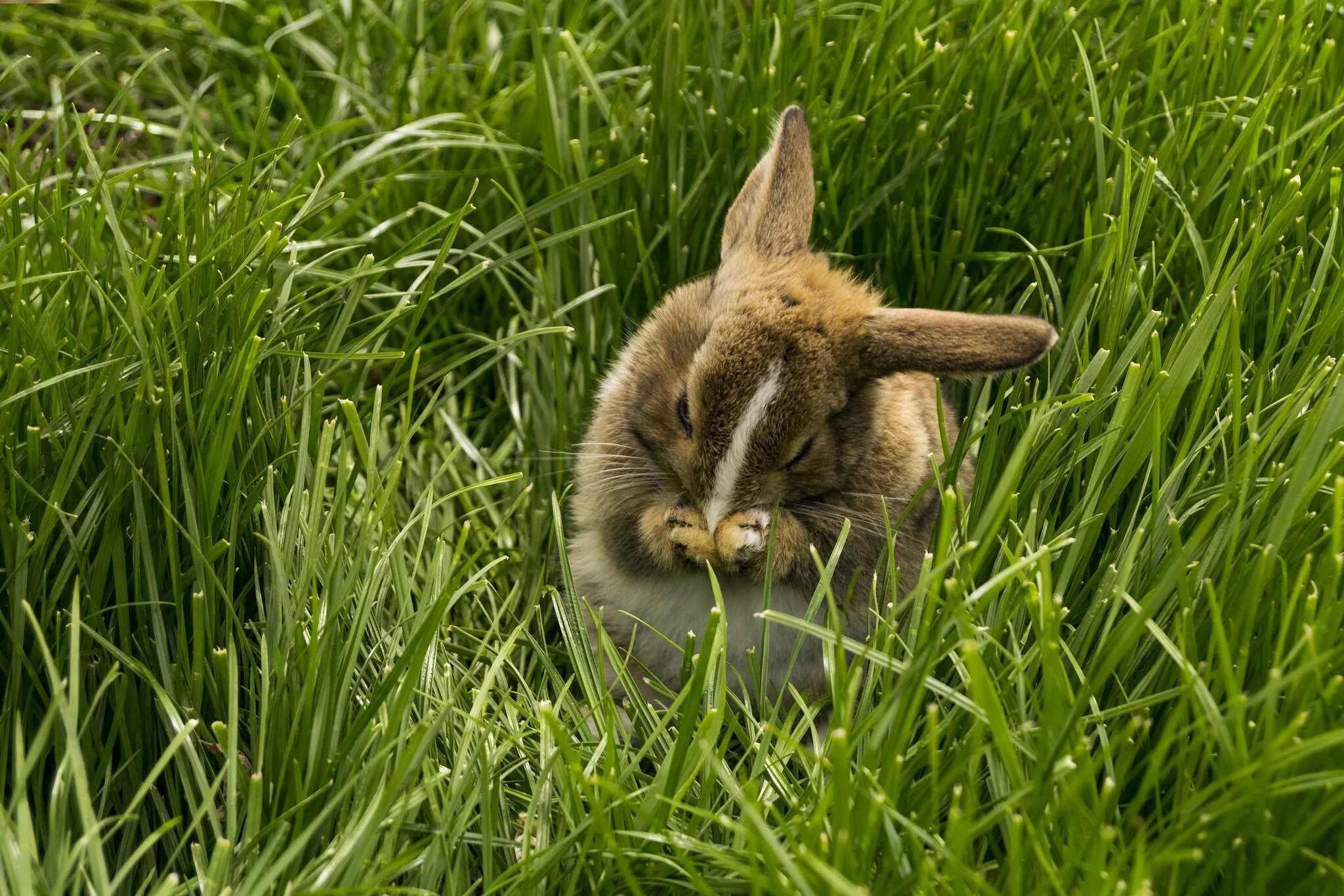 Заяц. Кролик. Смешные кролики. Кролик в траве. Включи хрум зайцы