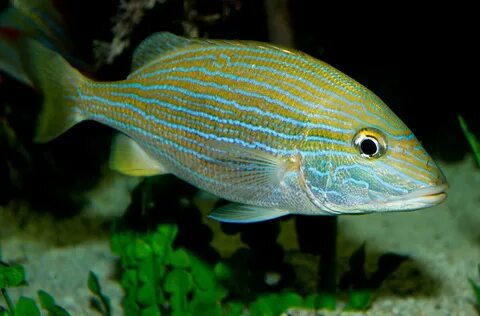 G fish