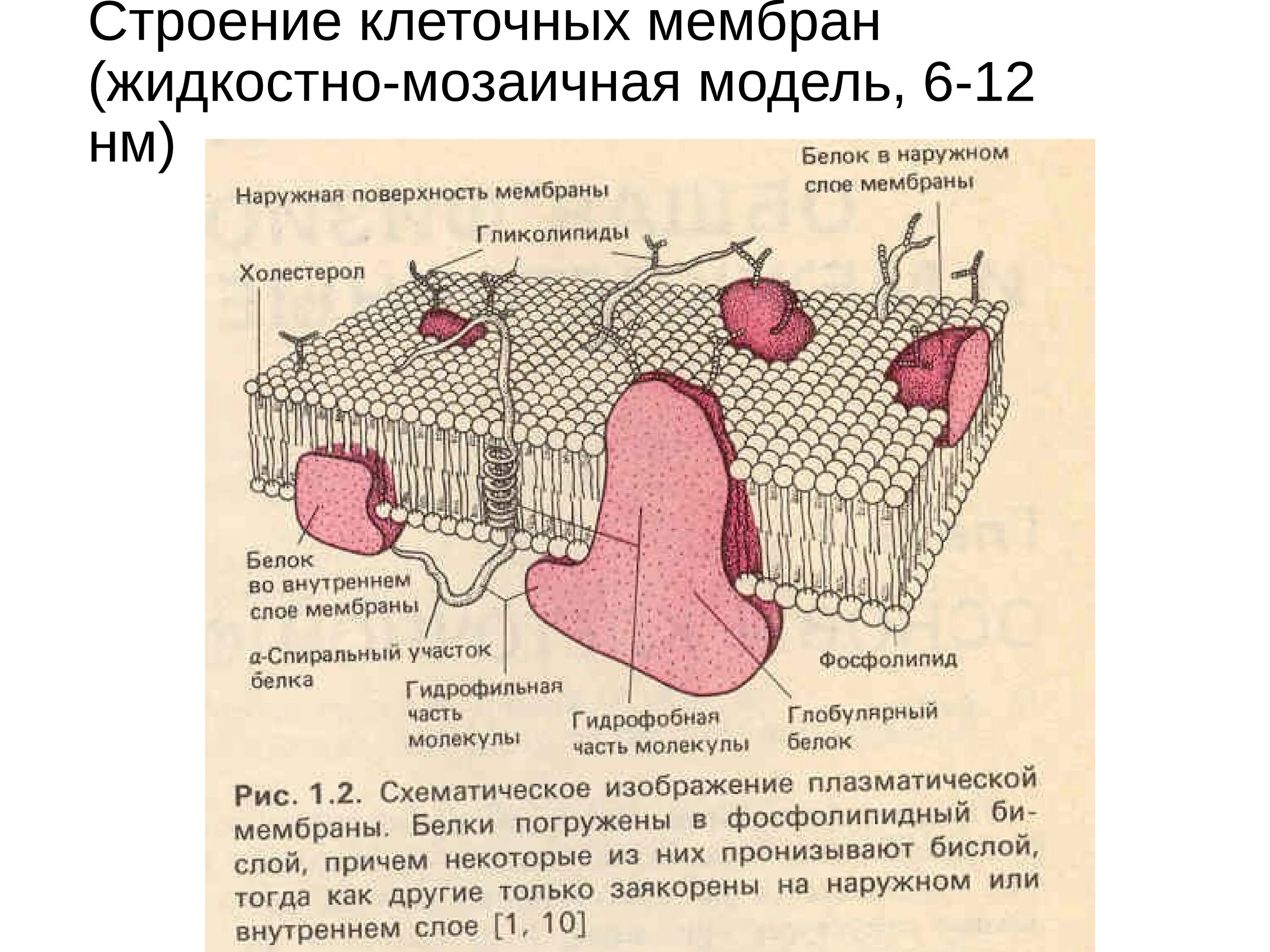 Мембрана возбудимой клетки. Структура мембраны возбудимых клеток физиология. 1. Строение мембраны возбудимых клеток. Строение мембран в клетках возбудимых тканей. Строение мембраны клетки физиология.