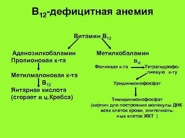 Малокровие какой витамин. Метилмалоновая кислота в12 анемия. Метилмалоновая кислота витамин в12. Аденозилкобаламин и метилкобаламин анемия. Сидеробластическая анемия витамин.