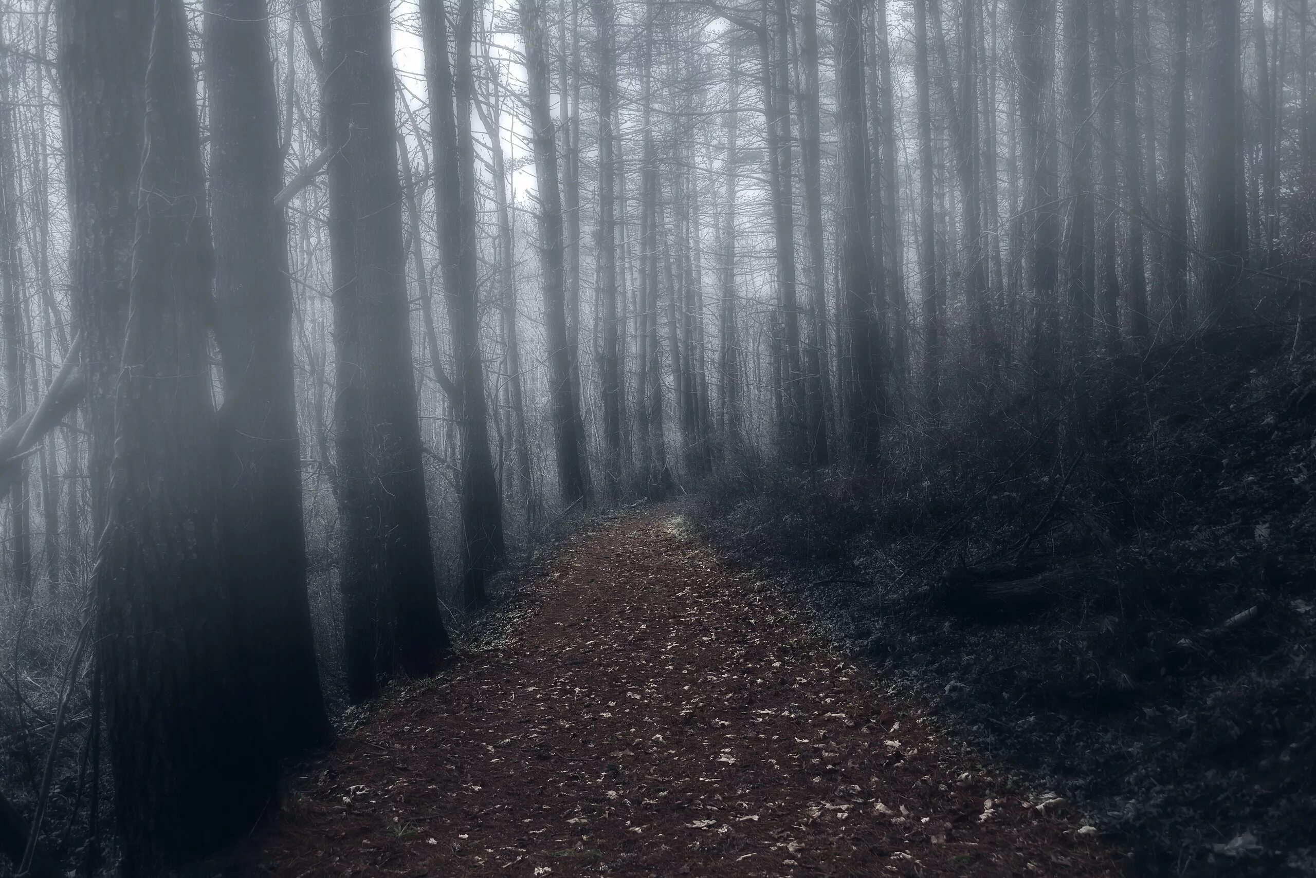 Темно насколько. Страшный лес. Лес в тумане. Мрачный лес. Темный лес.