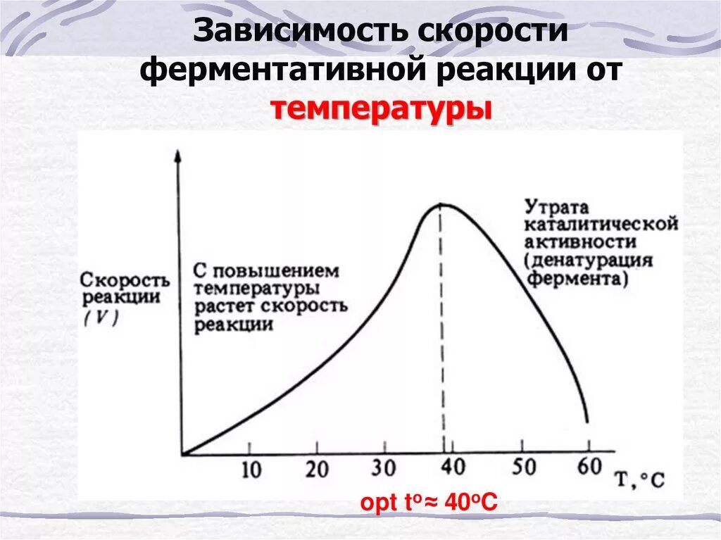 Температура при активности. График зависимости скорости ферментативной реакции от температуры. Графики зависимости скорости ферментативной реакции от температуры. График зависимости ферментативной реакции от температуры. График зависимости активности ферментов от РН.