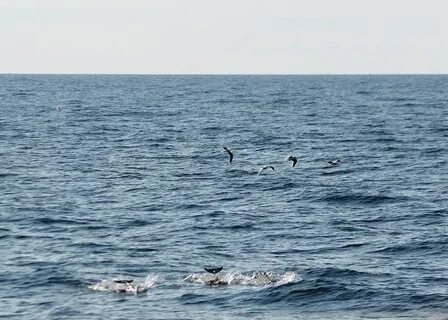 Синяя птица море белое море черное