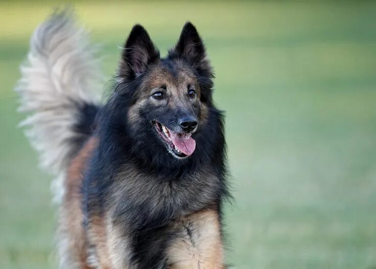 Belgian Tervuren  Hundar