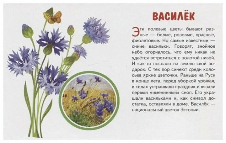 Васильки 3 класс