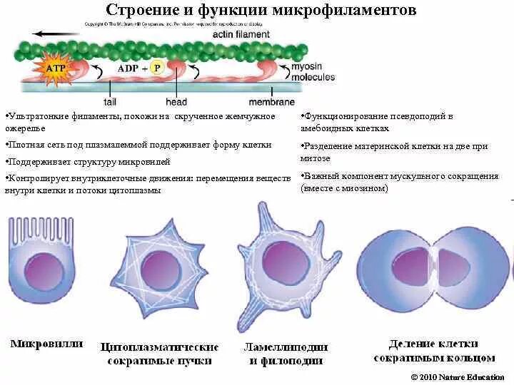 Поддержание формы клетки