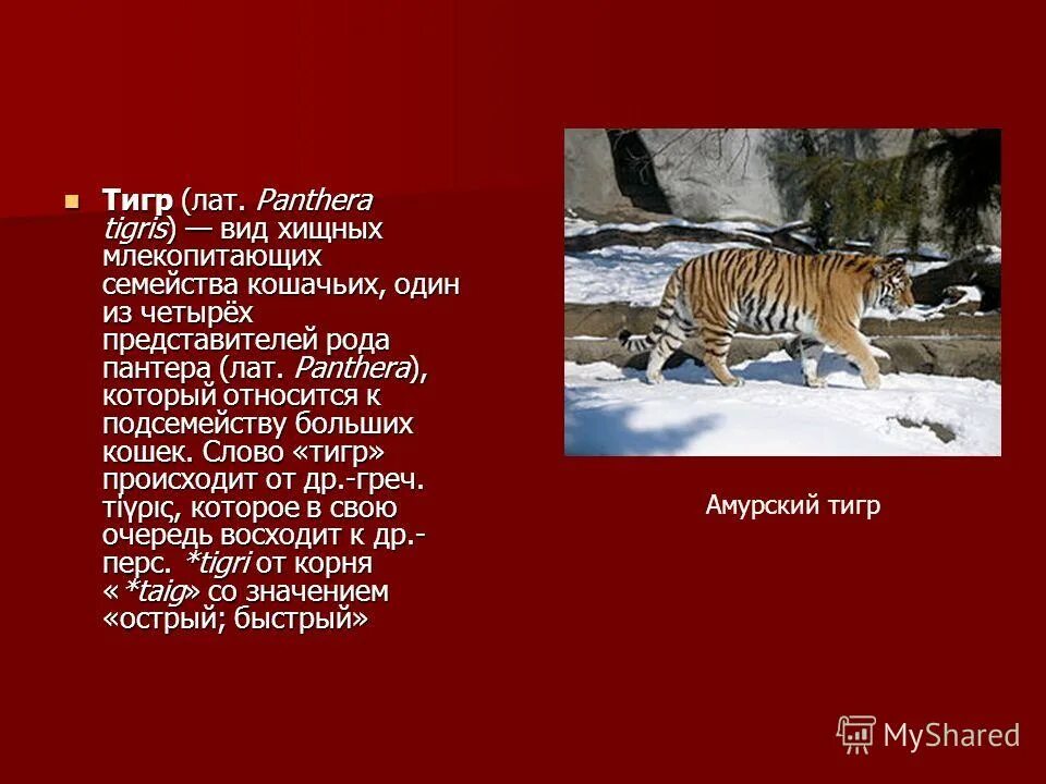Текст про тигра впр. Амурский тигр описание. Образ жизни амурского тигра. Стихи о тигре. Текст про тигра.