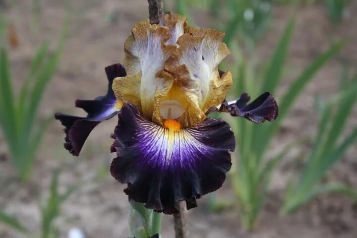 Ирис микс d-9. Ирис glamorama. Ирис еда. Ирис египетский. Ирис говард уиид.