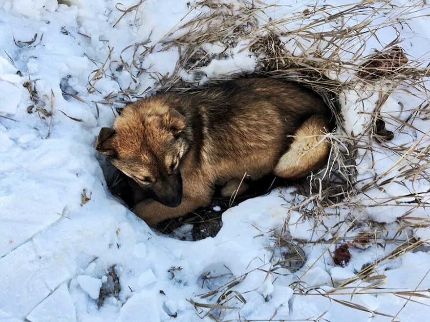 Как похоронить кошку зимой в мороз