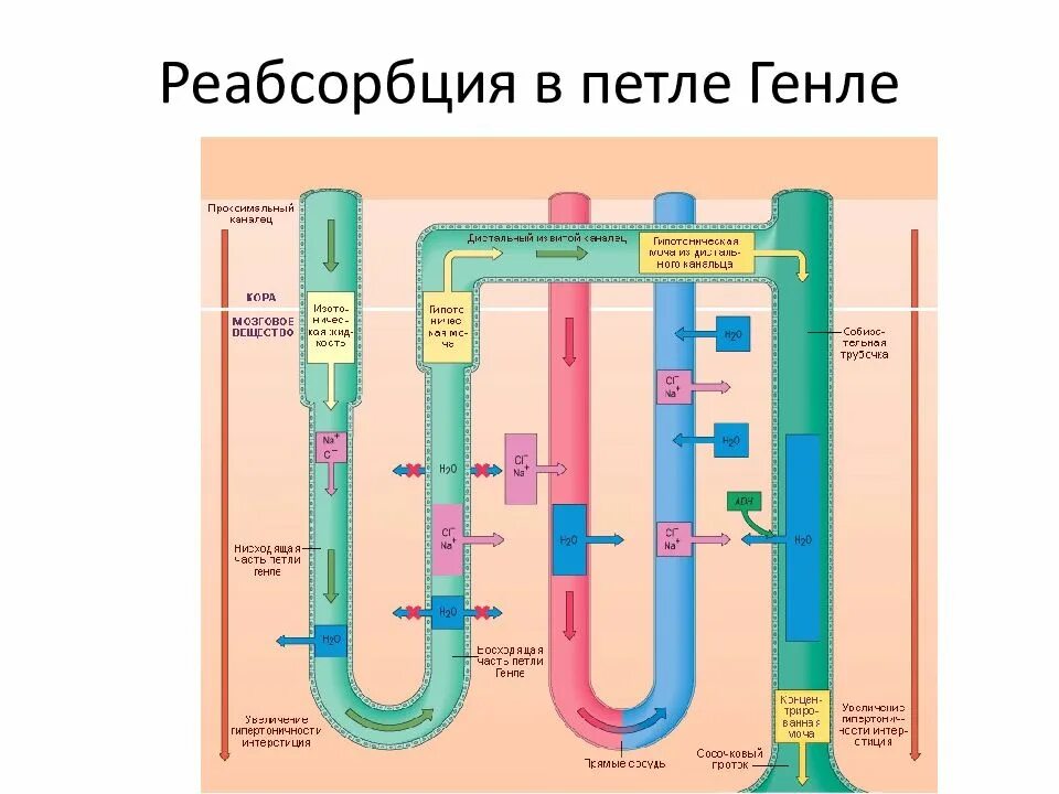 Петля генле физиология. Противоточный механизм петли генле. Реабсорбция в петле генле. Петля генле противоточно-множительная система. Реабсорбция в восходящей части петли генле.