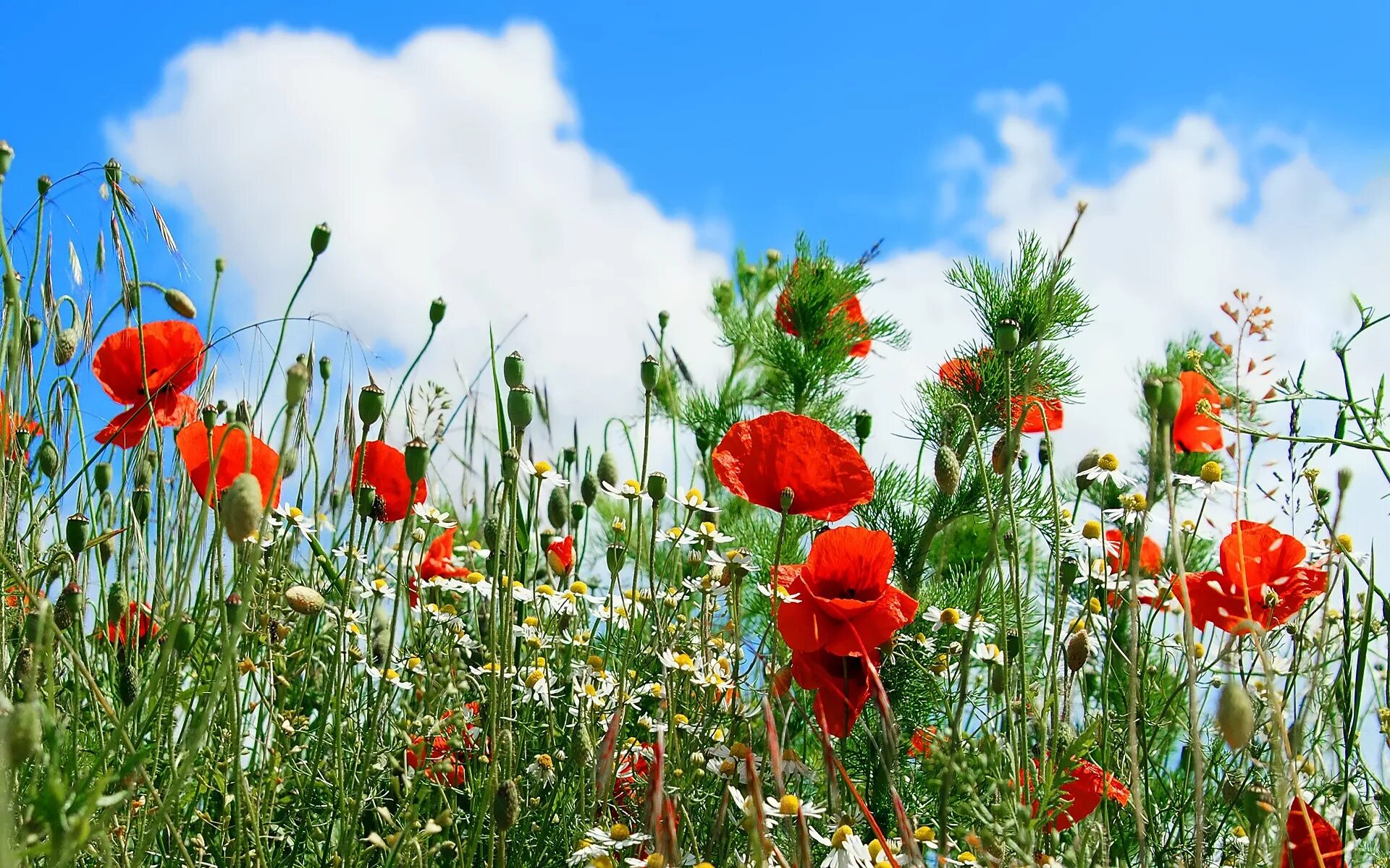 Лето красное прекрасное. Полевые цветы. Луговые цветы. Цветочное поле. Красивое поле с маками.