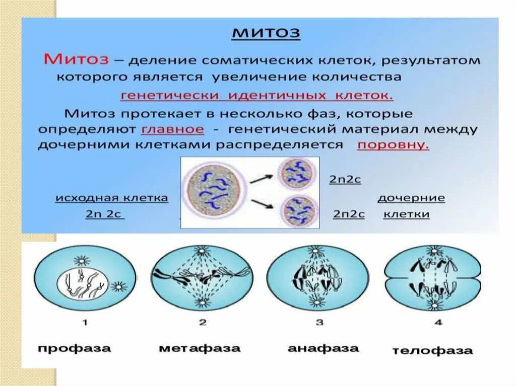 Типы деления клеток митоз. Схема деления соматической клетки. Плоидность фаз митоза. Биологическое деление митоза.