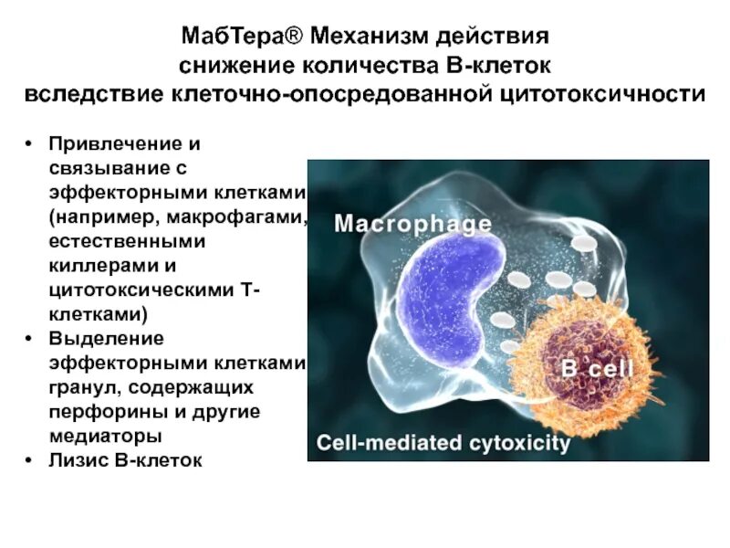 Механизмы цитотоксичности т-киллеров. Клеточно опосредованная цитотоксичность. Механизмы цитотоксичности макрофагов. Эффекторные механизмы опосредованные т клетками. Эффекторные т клетки