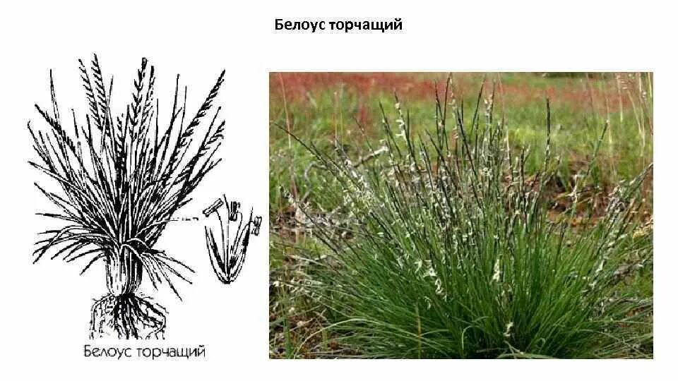 Белоус растение. Белоус сорняк. Белоус торчащий. Белоус торчащий стебель.