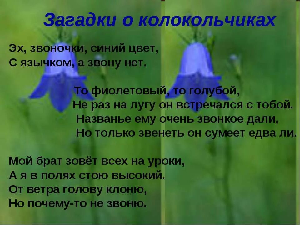 Колокольчик на какой вопрос отвечает. Загадка про колокольчик для детей. Стих про колокольчик. Загадка про колокольчик цветок. Загадки для деток про колокольчик.