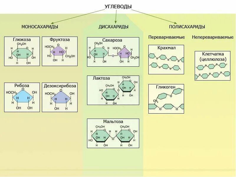 Глюкоза молекула полисахарида. Классификацию структура молекул углеводов. Сложные углеводы формулы. Схемы углеводов и формулы примеров. Органические вещества клетки углеводы функции.