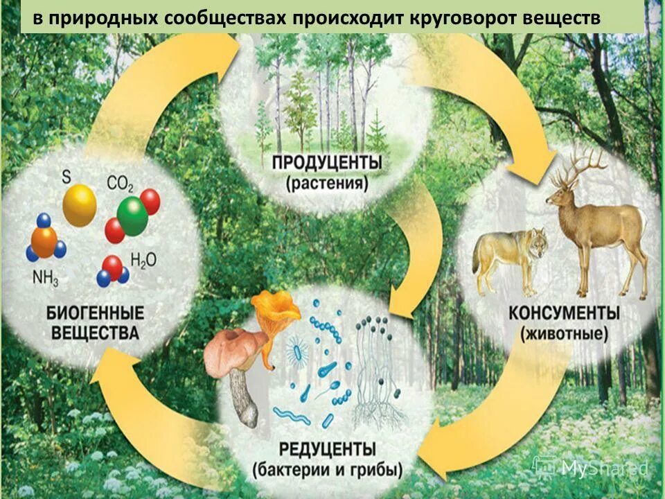 Цепь питания продуценты консументы редуценты. Замкнутый круговорот веществ в экосистеме. Компоненты экосистемы продуценты. Компоненты экосистемы 6 класс Естествознание. Роль в природных экосистемах