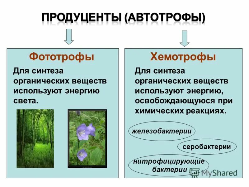 Прокариот автотроф