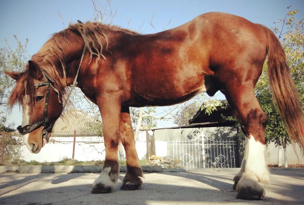 Heavy horses. Советский тяжеловоз порода лошадей. Лошади породы русский тяжеловоз. Владимирский тяжеловоз лошадь. Гнедой тяжеловоз.