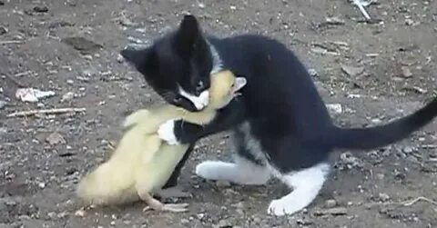 Кошка ест цыплят