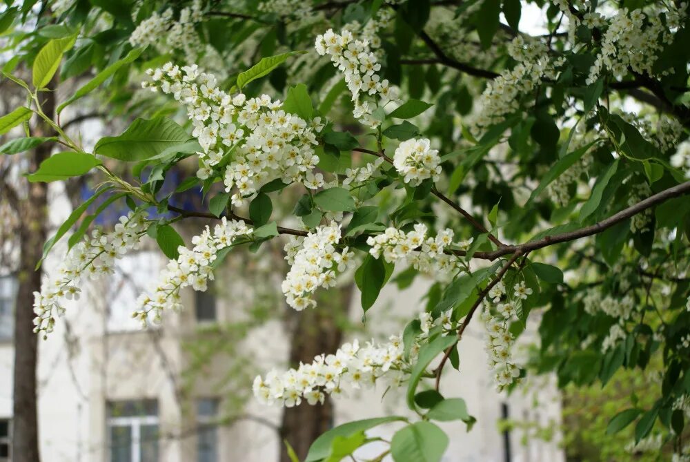 Черемуха цветет. Черемуха цветет. Когда цветет черемуха рассказ на дзен. Весна черемуха. Весна черемуха.