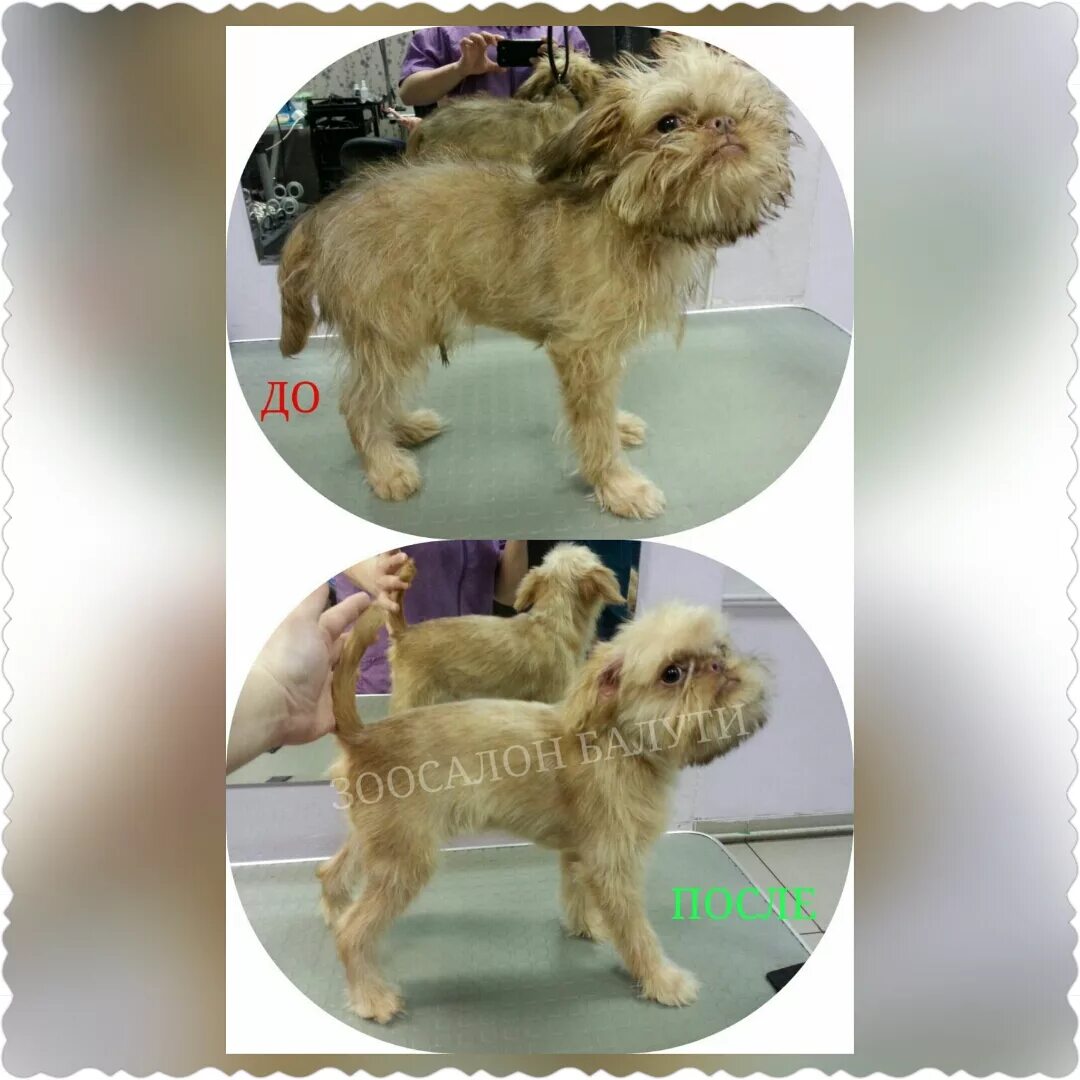 Блэк грумер омск. Стрижка собак и кошек. Груминг собак. Стрижка собак. Грумер.