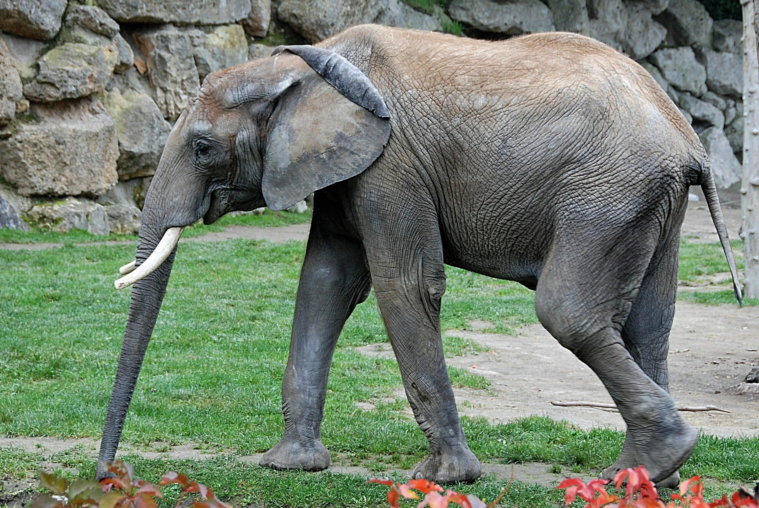 Африканский кустарниковый слон. Африканский, Лесной и индийский слон. Индийские слоны. Индийский слон слон.