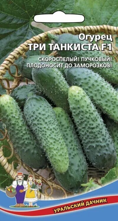 Огурцы 3 листа. Огурец три танкиста. Огурцы три танкиста фото. Огурец три танкиста f1 отзывы. Огурцы 3 танкиста.