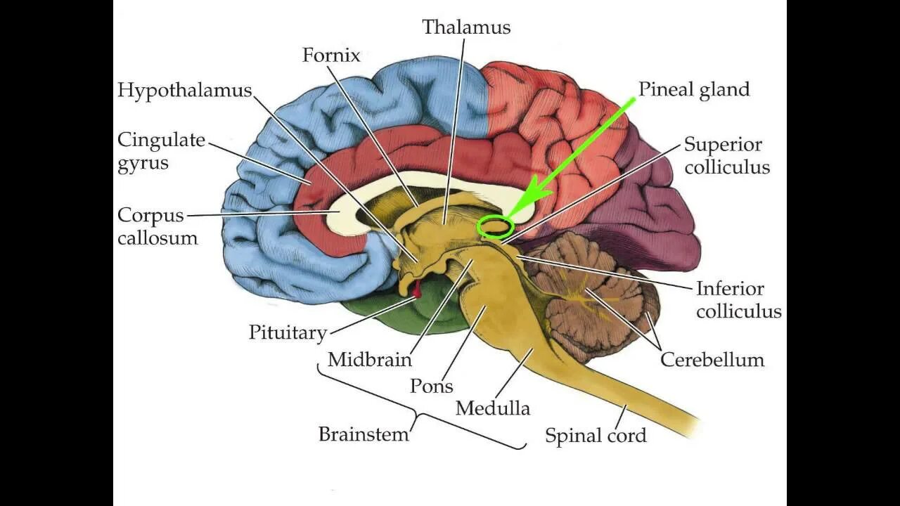 Internal bigs. Brain structure. Parts of the Brain. Свод мозга. Форникс головного мозга.