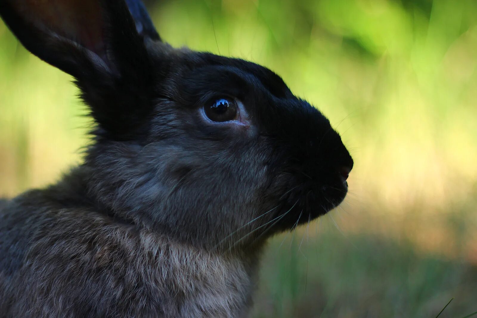 Черный кролик на английском. Черный кролик. Черный кролик с голубыми глазами. Черный кролик фото.