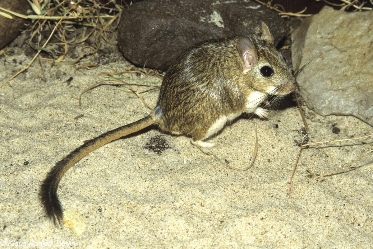 Животные похожие на мышь. Песчанка пушистохвостая сикитамус.  Персидская Песчанка (Meriones persicus). Песчанка черная. Короткоухая Песчанка.
