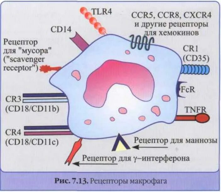 Рецепторы на мембране фагоцитов. Рецепторный аппарат макрофагов. Рецепторы моноцитов макрофагов. Скавенджер рецепторы макрофагов. Антигены макрофагов