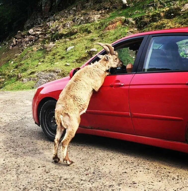 Смешные животные в воде. Прикольные домашние животные. Ситуации животных. Смешные ситуации на улице. Ситуации животных.