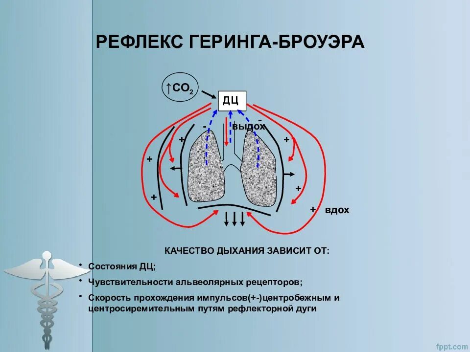 Рефлекс Геринга Брейера рефлекторная дуга. Схема рефлекса Геринга-Брейера. Звенья рефлекторной дуги рефлекса Геринга. Рефлекторная дуга дыхательного рефлекса.