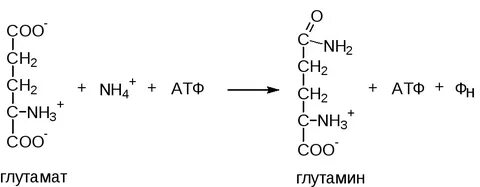 Атф h2o