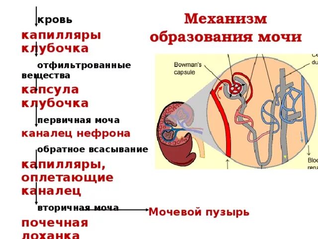 Кровь в лоханке почки. Строение нефрона образование первичной и вторичной мочи. Механизм образования первичной мочи схема. Схема образования вторичной мочи. Схема процесса образования первичной и вторичной мочи.