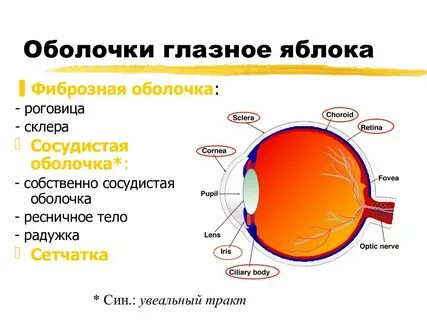 К сосудистой оболочке глаза относится