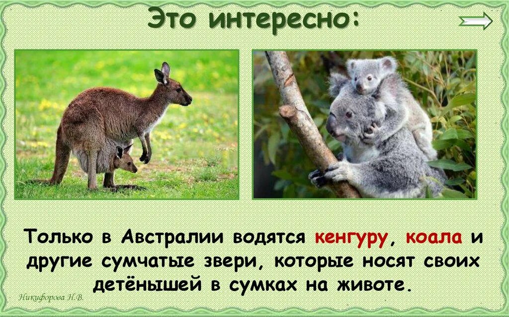 Утконос кенгуру коала материк. Утконос кенгуру коала материк. Коала кенгуру утконос. Ехидна эндемик австралии. Кенгуру только в австралии.