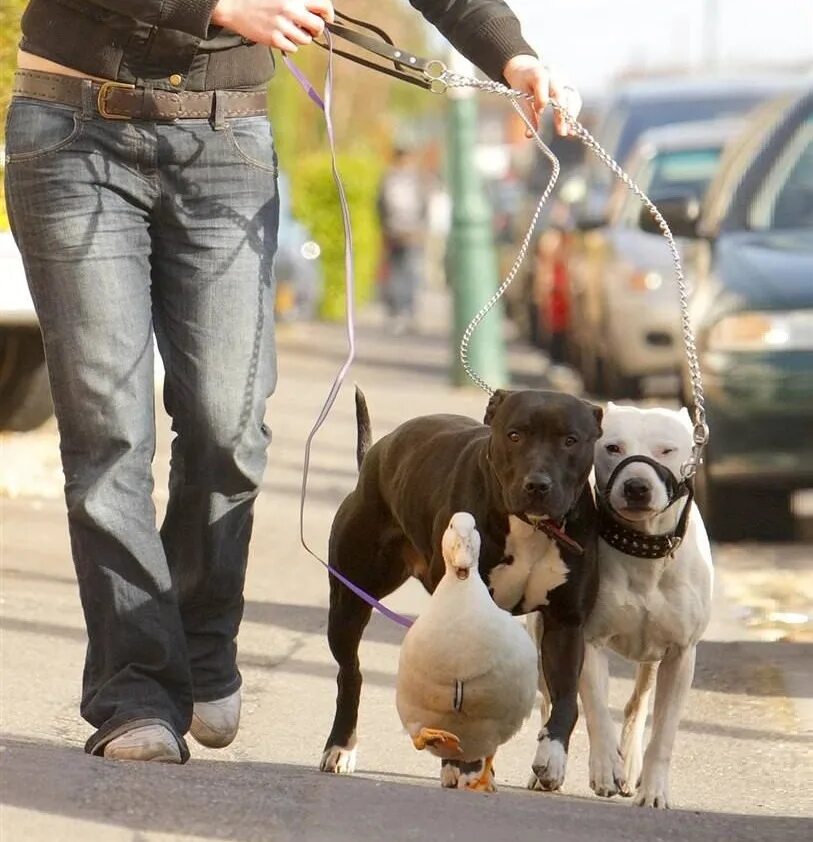 Собака гуляет без хозяина. Прогулка с собакой на поводке. Поводок для собак. Щенок на прогулке. Выгуливать собаку.