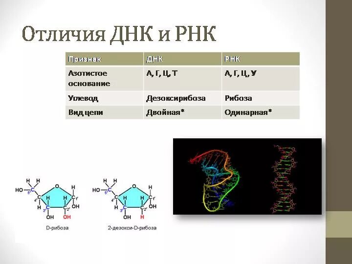 Структура ДНК И РНК. Различия ДНК И РНК таблица. Различия между ДНК И РНК таблица. Различия первичной структуры ДНК И РНК. Сравнить днк и рнк