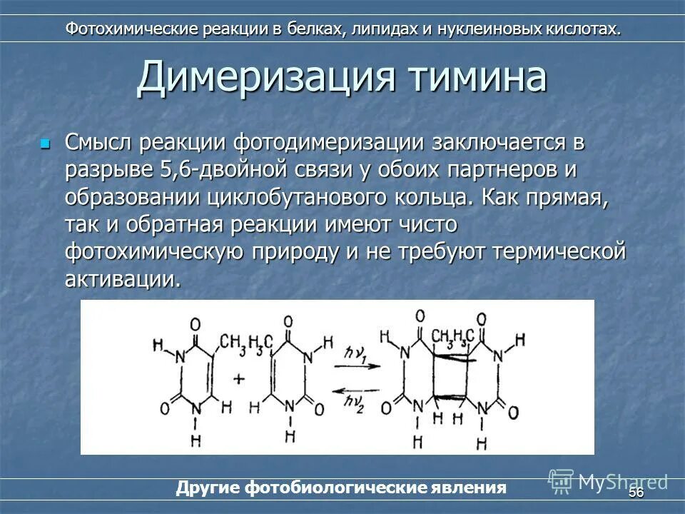 Какой биологический смысл в реакции переактивации. Какой биологический смысл в реакции переактивации