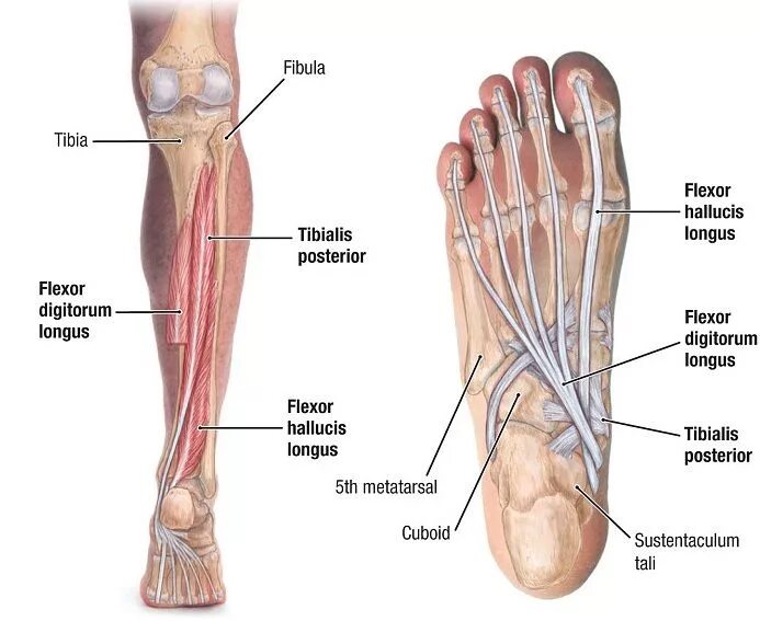 Foot muscle. Задняя большеберцовая мышца анатомия человека. Мышцы голени тибиалис Постериор. Задняя большеберцовая мышца, m. Tibialis posterior.