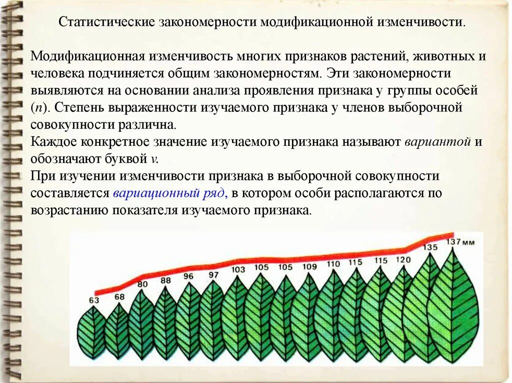 Статистические закономерности модификационной изменчивости. Статические закономерности модификационной изменчивости. Модификационная изменчивость у растений. Закономерности изменчивости модификационная изменчивость. Пример явления иллюстрирующего изменчивость