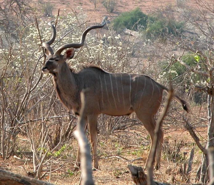 Особую группу из семейства полорогих образуют антилопы. Винторогая винторогая антилопа. Винторогая антилопа гарна. Антилопа Kudu. Антилопа Kudu самка.