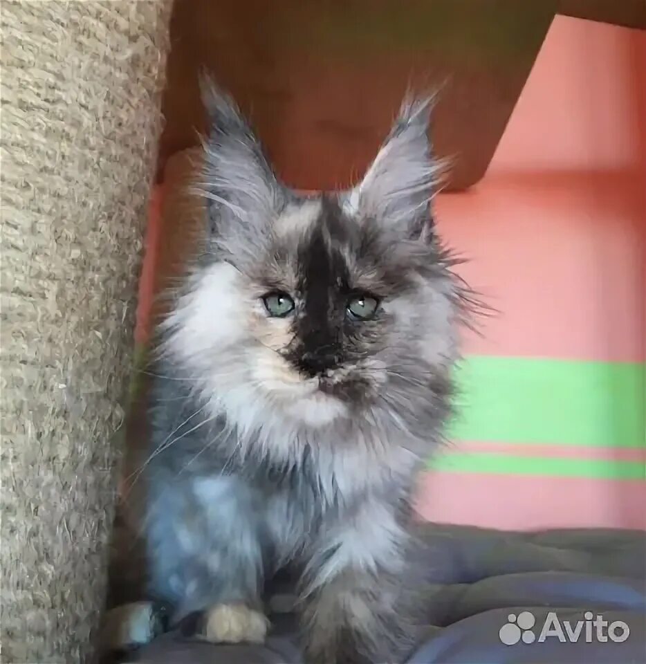 Редкие окрасы мейн кунов с фото Мейн-куны черепахового окраса фото и видео
