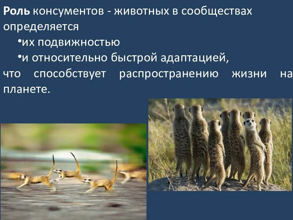 Роль консументов животных. Схема биологического круговорота веществ. Функции в экосистеме животных. Консументы. Роль редуцентов в экосистеме.