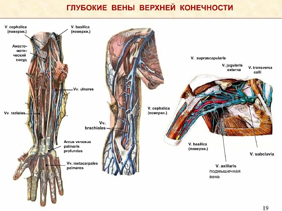 Вены верхней конечности. Подмышечная Вена [v.axillaris]. Подмышечная Вена анатомия схема. Cephalica Вена. Глубокие вены верхней конечности (вид спереди).