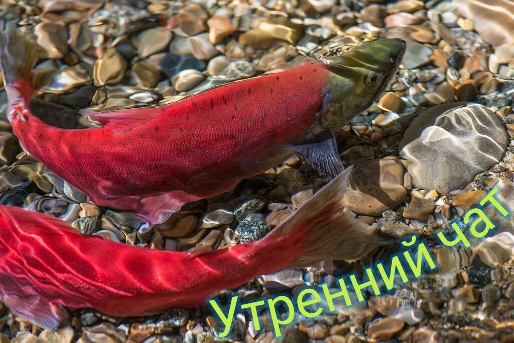 Рыба в прозрачной воде. Рыбы в прозрачной воде. кокань нерка карликовая. фотография рыб в прозрачной воде. кокани рыба.