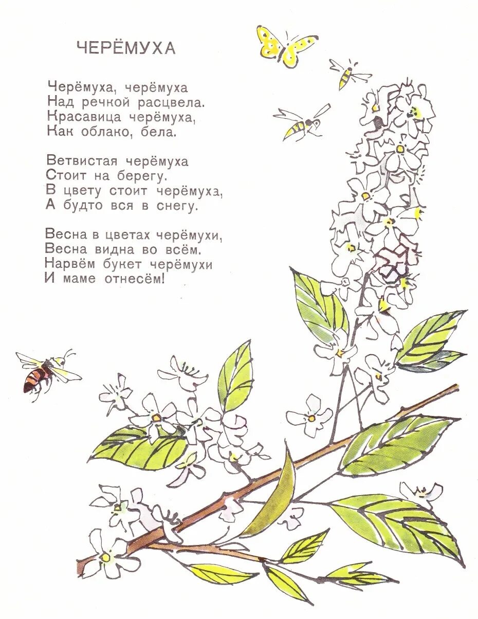 Стих про черемуху. Стихотворение Есенина черемуха. Стихотворение про черемуху для детей. Иллюстрации к стихам. Белая черемуха стих.