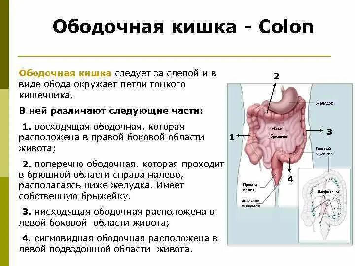 Характеристика слепой кишки. Ободочная кишка ее части. Функции ободочной кишки. Кишечник ободочная кишка.